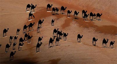 camells